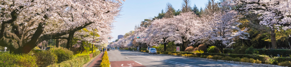 桜の画像